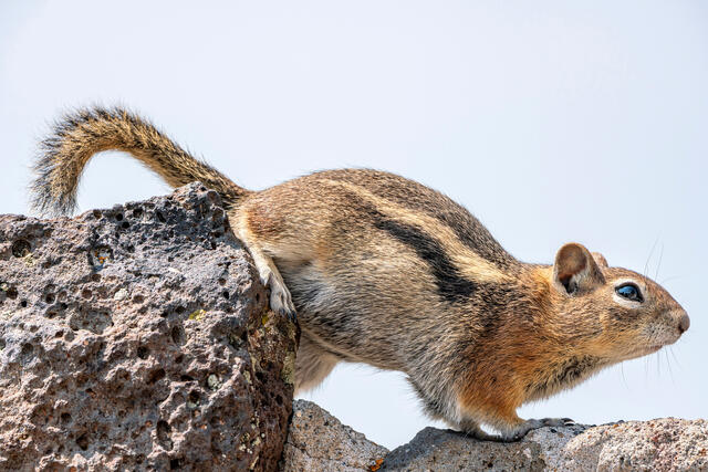 Golden-Mantled Ground Squirrel