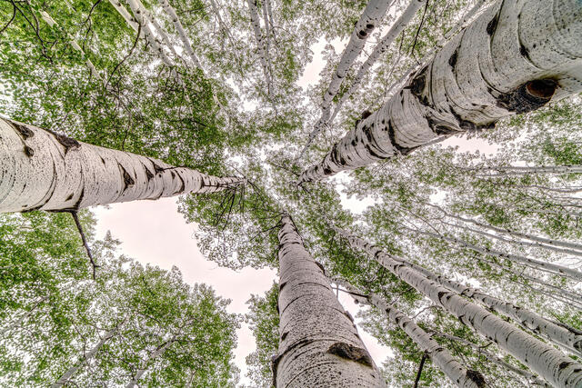 Looking Up