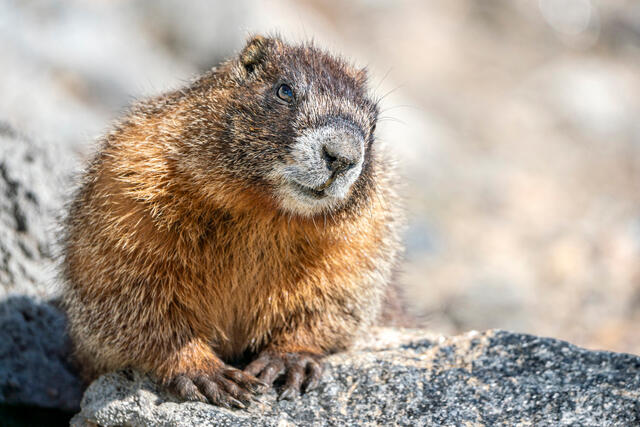 Marmot Glamour Shot