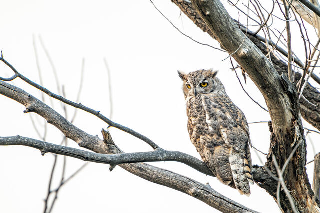 Overcast Owl