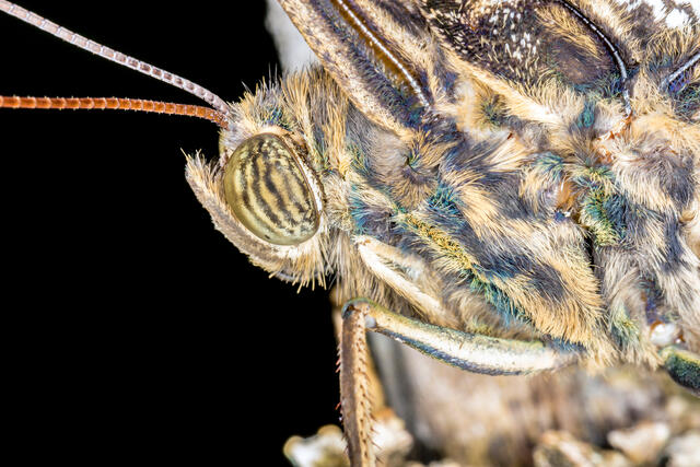 Owl Butterfly Closeup