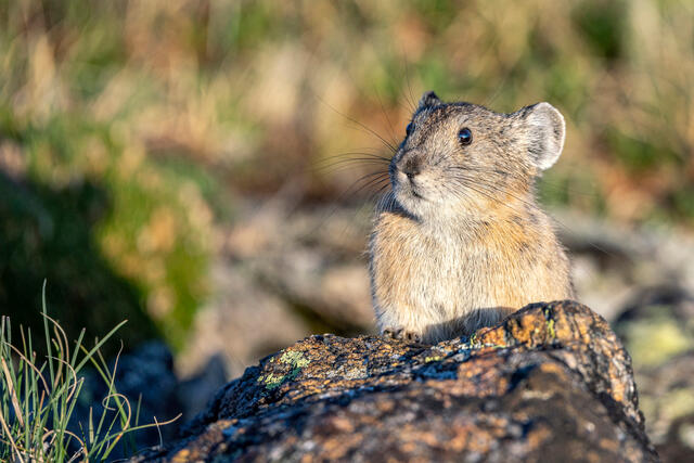 Posing Pika