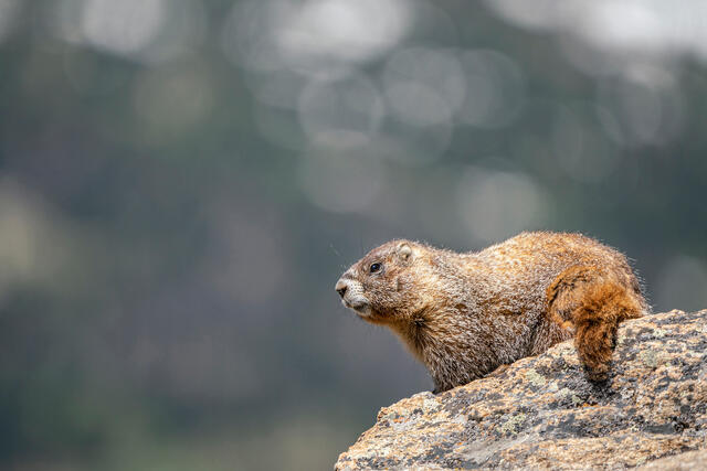 Trail Ridge Road Marmot