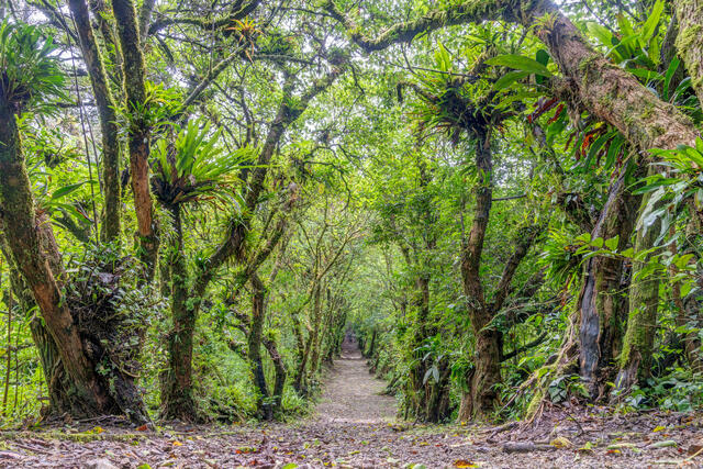 Curi-Cancha Pathway