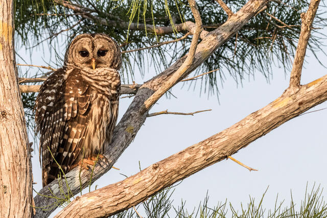 Barred Owl