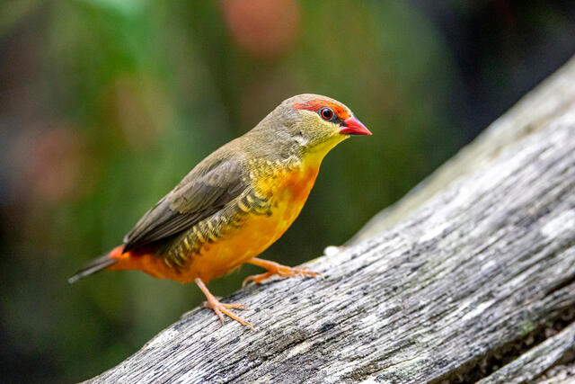 Gold Breasted Waxbill