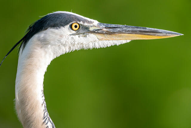 Great Blue Heron Profile