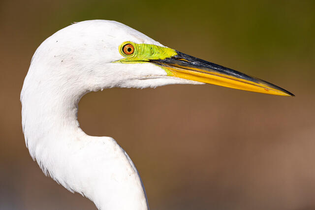 Great Egret Profile