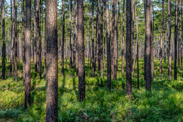 Osceola