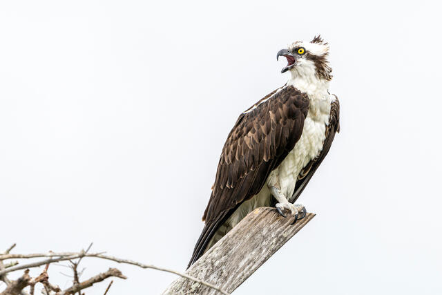 Screeching Osprey