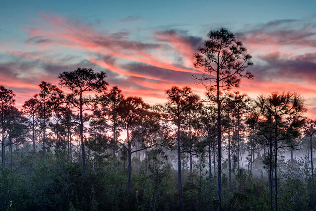 Sunrise in the Everglades 2