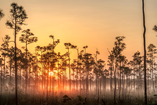 Sunrise in the Everglades