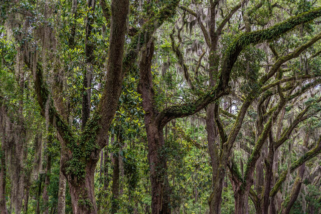 Live Oaks