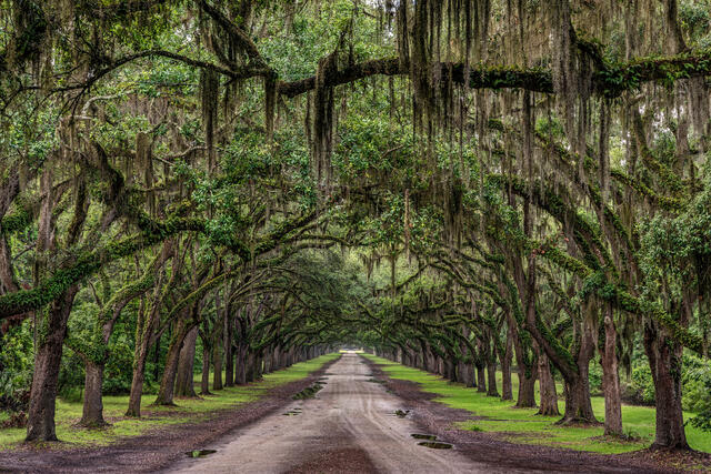 Wormsloe