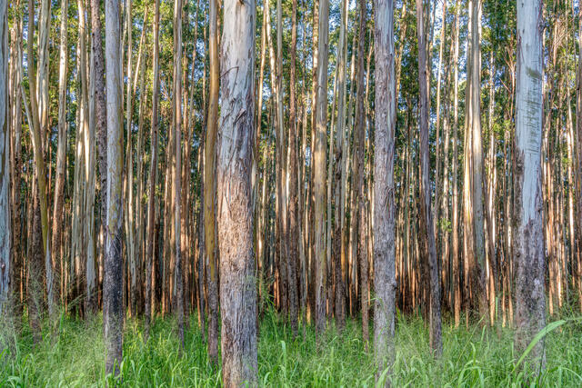 Eucalyptus Forest