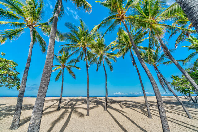 Island Paradise