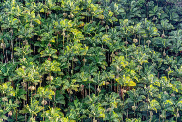 Palm Tree Forest