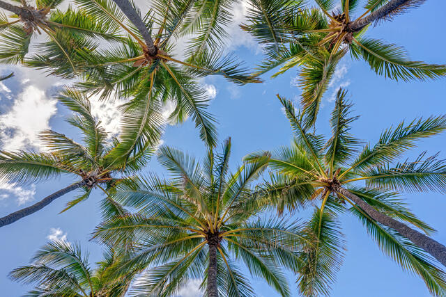 Through the Palms