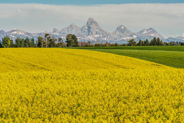 Canola and Tetons