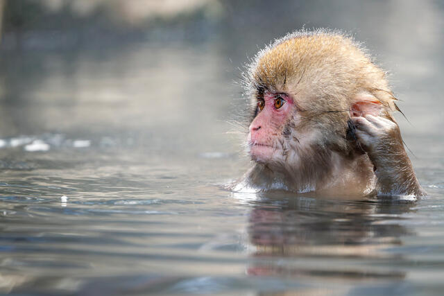 Baby Monkey Hot Tub Time Machine