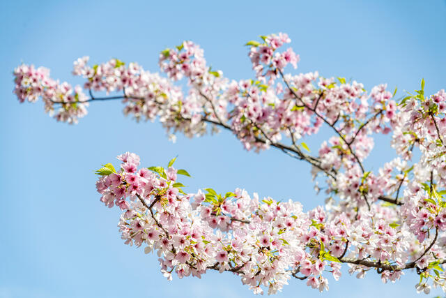 Beppu Blossoms Landscape