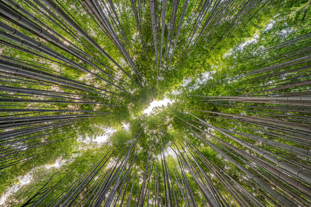 Looking Up in Arashiyama
