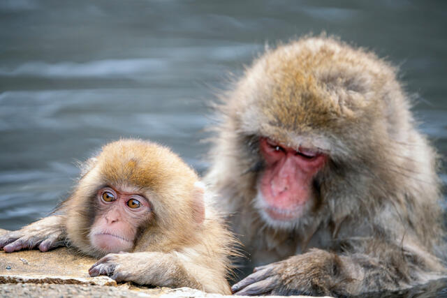 Monkey Business