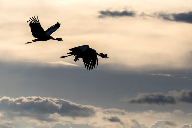 Grey Crowned Cranes in Flight