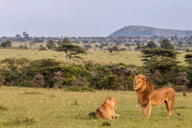 Lions at Dawn