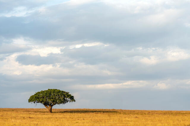 Africa, Kenya, Masai Mara, safari, nature, travel, Serengeti, savanna, landscape, tree, field, yellow, green, sky, sunset, sunrise, trees

