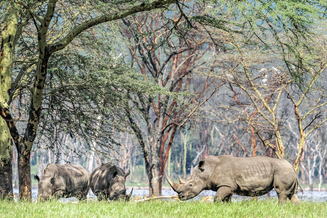 Rhinos at Lake Nakuru