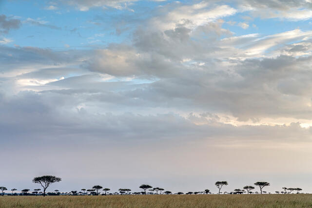Savanna Sunset