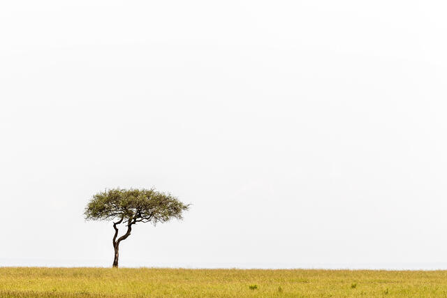 Savanna