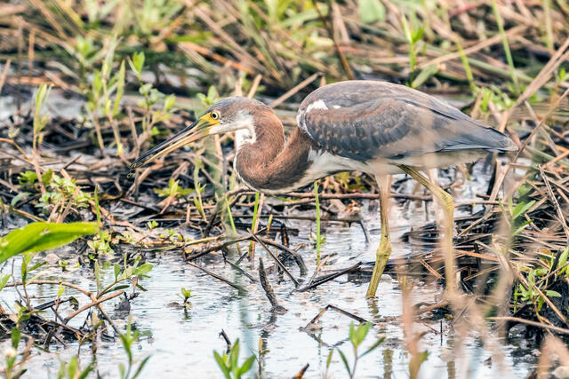 Tricolored Heron Hunting