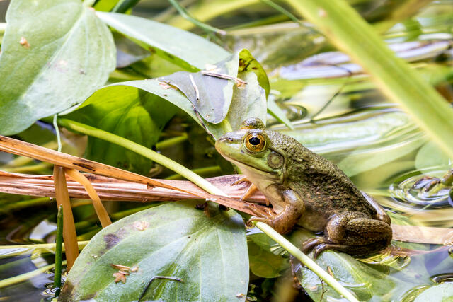 Frog