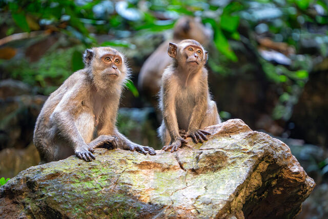 Batu Cave Monkeys