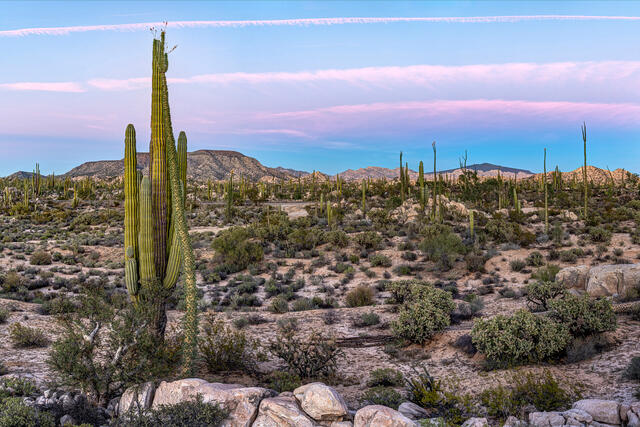 Baja Desert Beauty