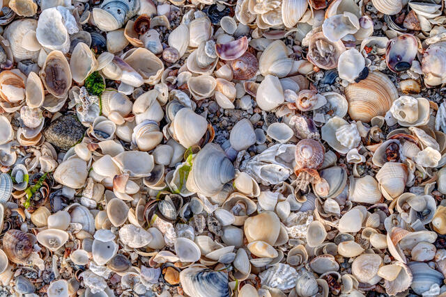 Seashells Aplenty