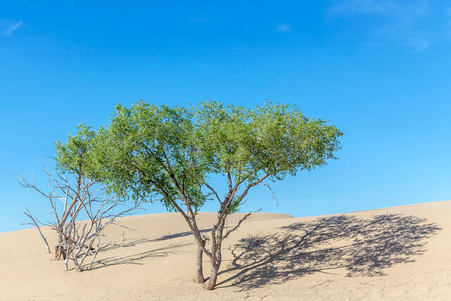 The Mini Gobi