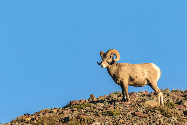Bighorn Sky