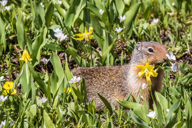Columbian Ground Squirrel