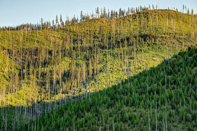 Long Shadows in Kootenai
