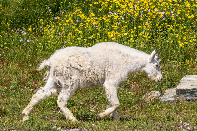 Mountain Goat and Flowers