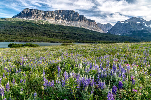 Wildflowers in Glacier