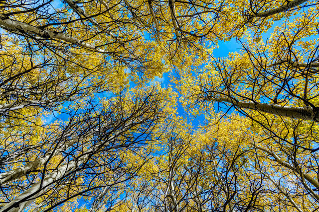 Yellow Leaves, Blue Sky