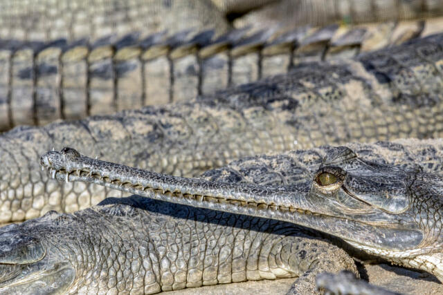 Gharials