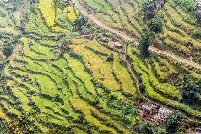 Nepali Rice Terraces