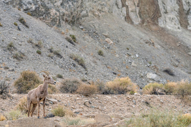 Desert Bighorn