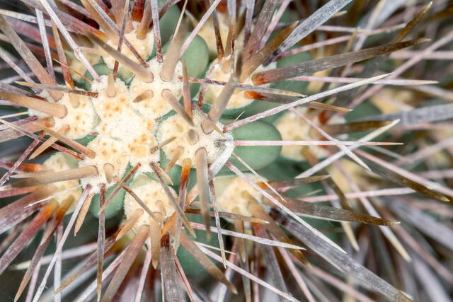 Cactus Closeup