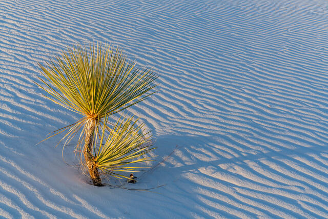 Last Light at White Sands